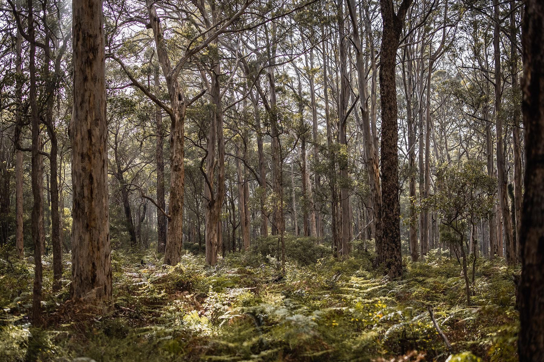 Image of Boranup Karri Forest, Leeuwin-Naturaliste National Park, South West 
