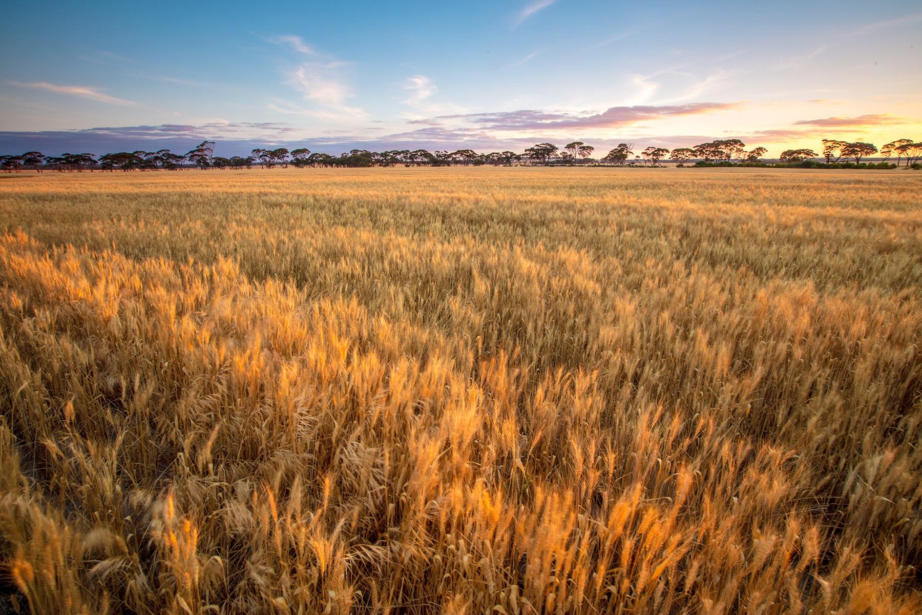 Image of wheat fields in Kukerin, Wheatbelt, WA